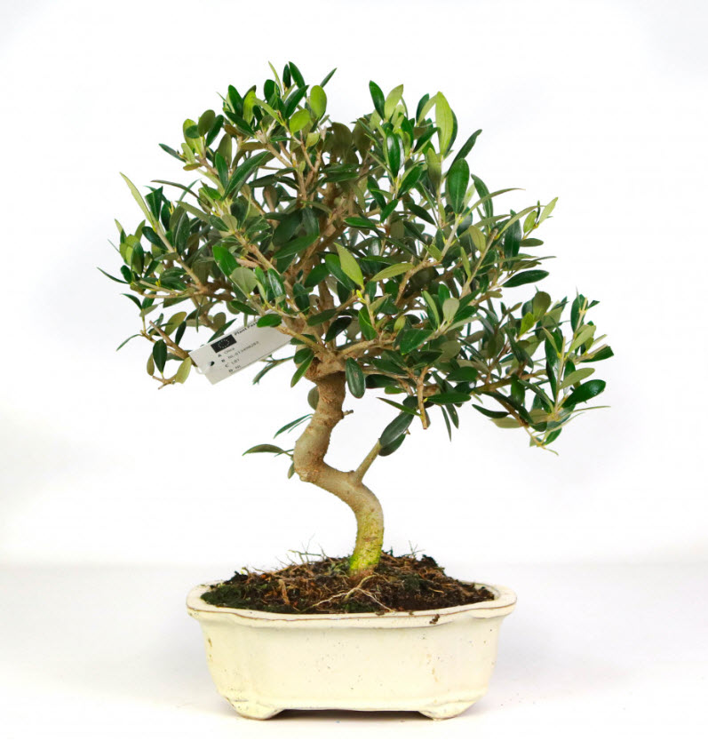 Олива европейская бонсай d20 h35 