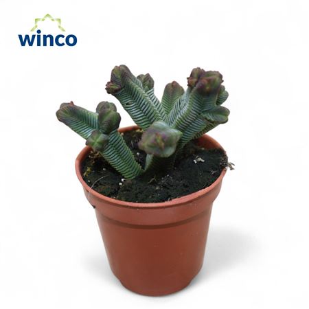 Крассула Пирамидалис d7 h8 