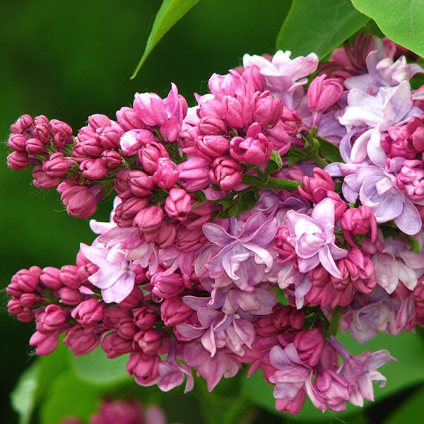 Сирень Свитхарт v2 Lav 