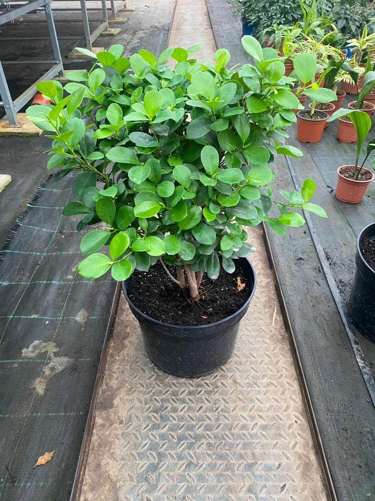 Фикус микрокарпа Моклейм d30 h80 Tim 