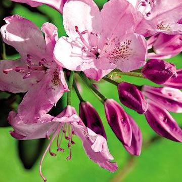 Рододендрон в сортах С5 