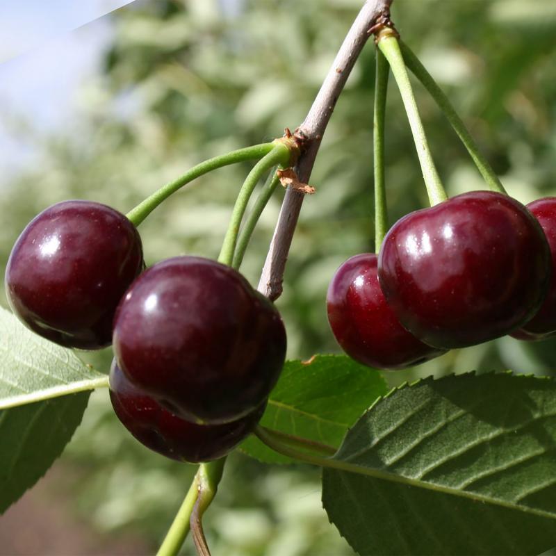 Вишня Морозовка v5-10 Tim по цене  Вишня Морозовка v5-10 Tim