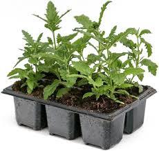 Рассада вербена кустовая кассета 6шт 