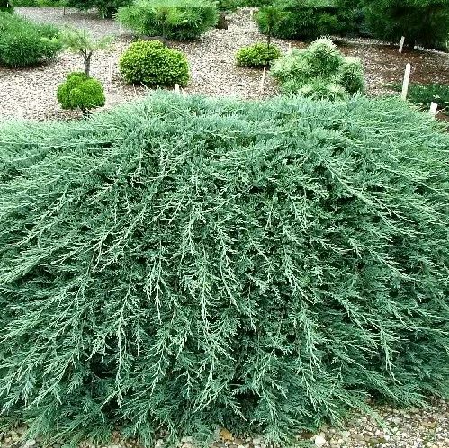 Можжевельник горизонтальный Гласиер v2 Tim 