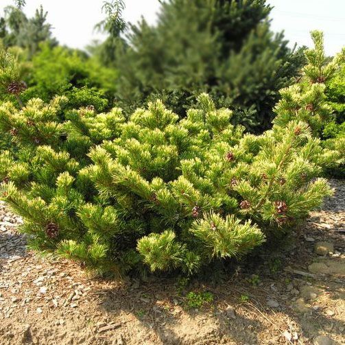 Растение сосна мелкоцветная Голдилокс 25-30 см С3, Mt 