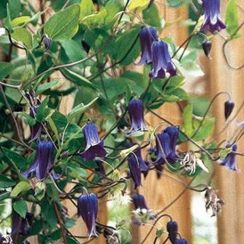 Клематис Рогуши, Р9 