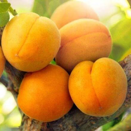 Абрикос Академик v7,5 h120-140 ЦО 