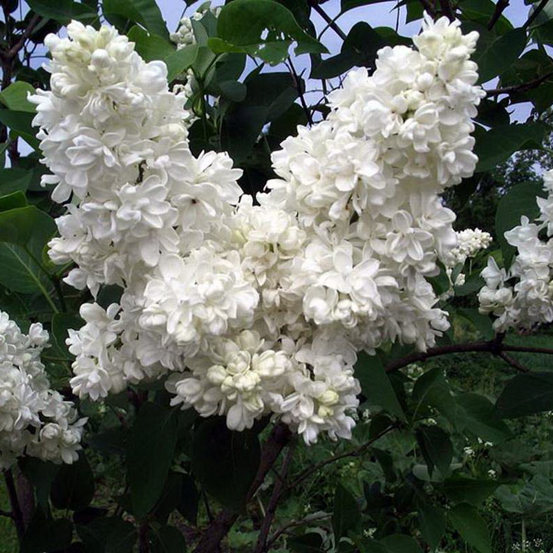 Сирень обыкновенная Сувенир д Алис Хардинг Р23 Tw 