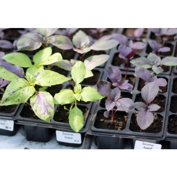 Рассада Базилик кассета 6шт Цм 
