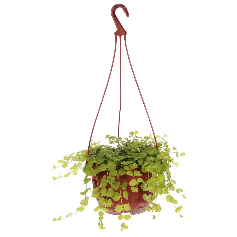 Лизимахия ампельная d21 МО 