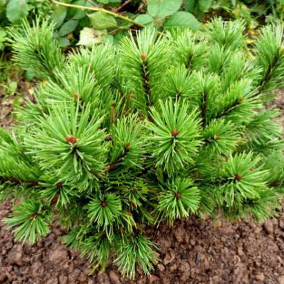 Растение сосна горная Марлис 10-15 ST 