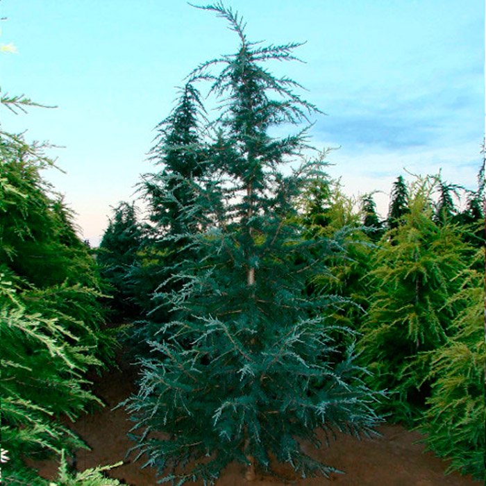 Кедр гималайский Карл Фаш 80-100 cm cont. 4,0L Mt по цене  Кедр гималайский Карл Фаш 80-100 cm cont. 4,0L Mt