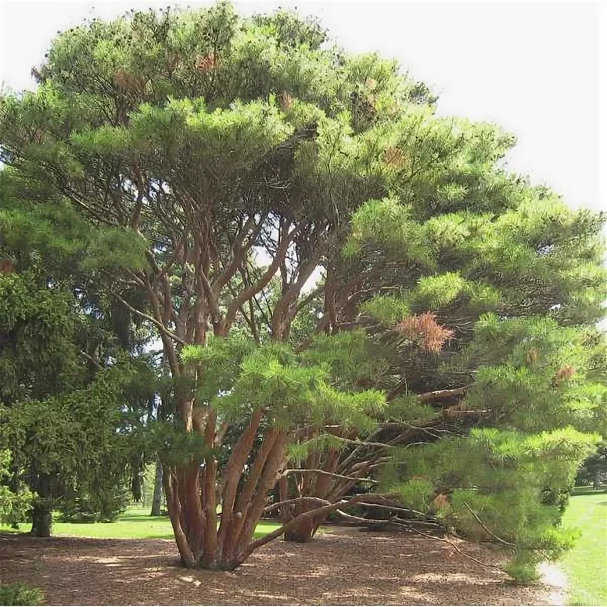 Сосна густоцветная Лохман C7.5 30-40 cm Sch 