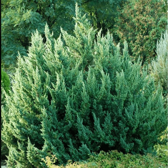 Можжевельник китайский Монарх v5 Lav 