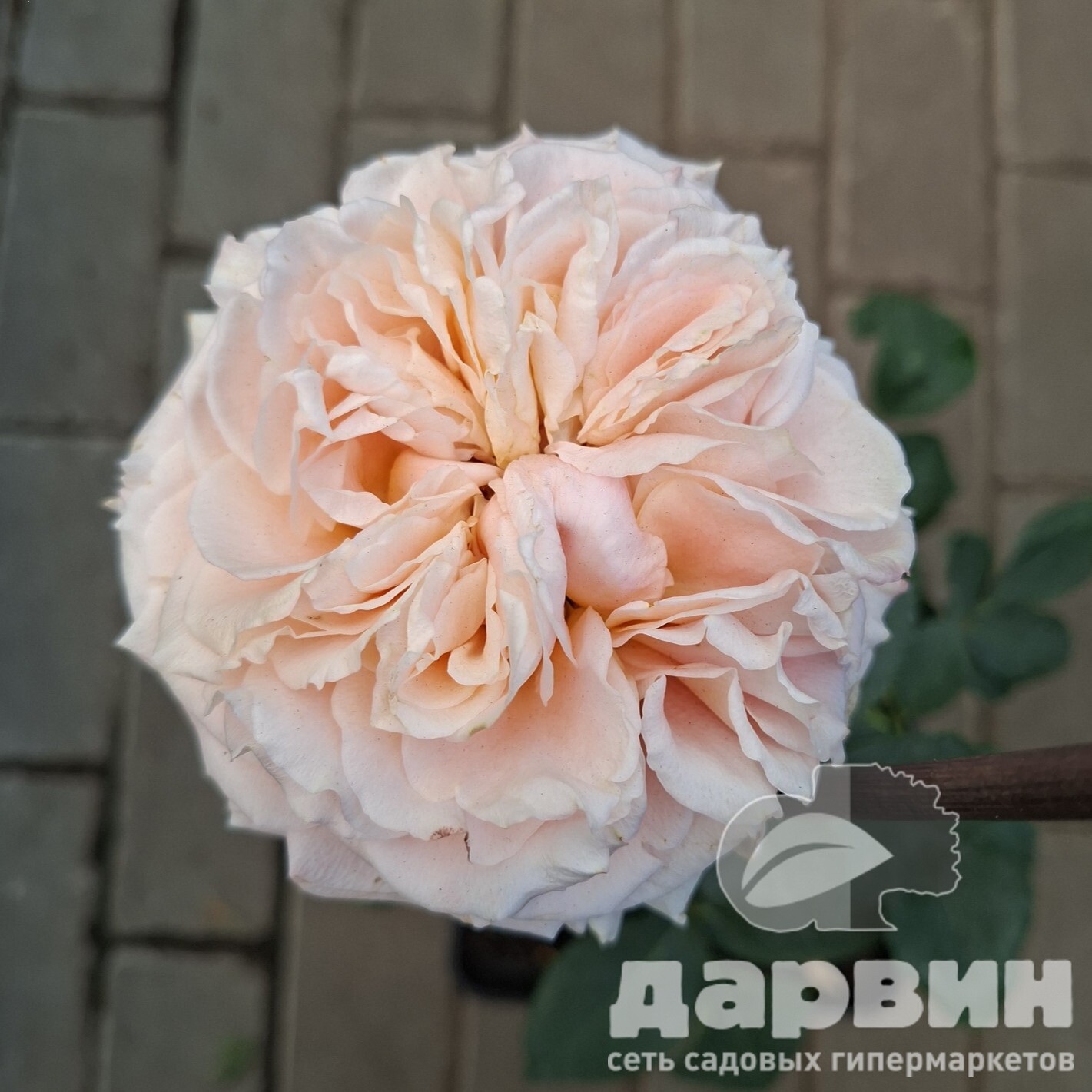 Роза чайно-гибридная Каралуна v5 Lav 