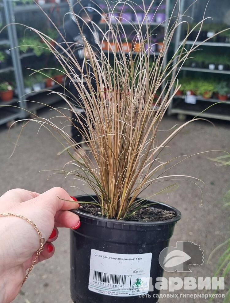 Осока власовидная Бронко d12 Tim 