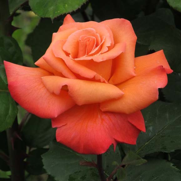 Роза чайно-гибридная Христофор Колумб v7 Tim 