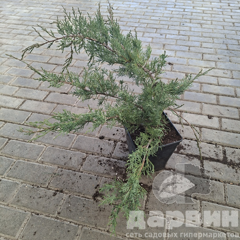 Можжевельник виргинский Хетц v5 Lav 