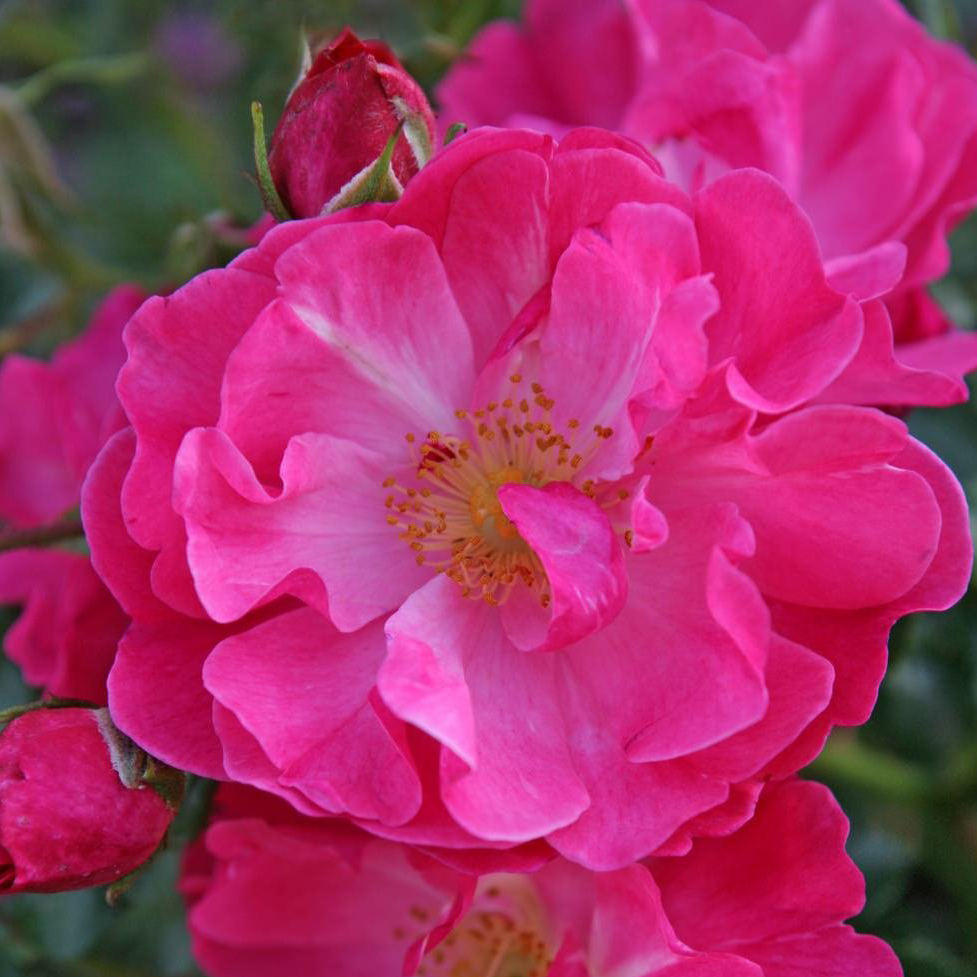 Роза почвопокровная Хотлайн v5 Dem 