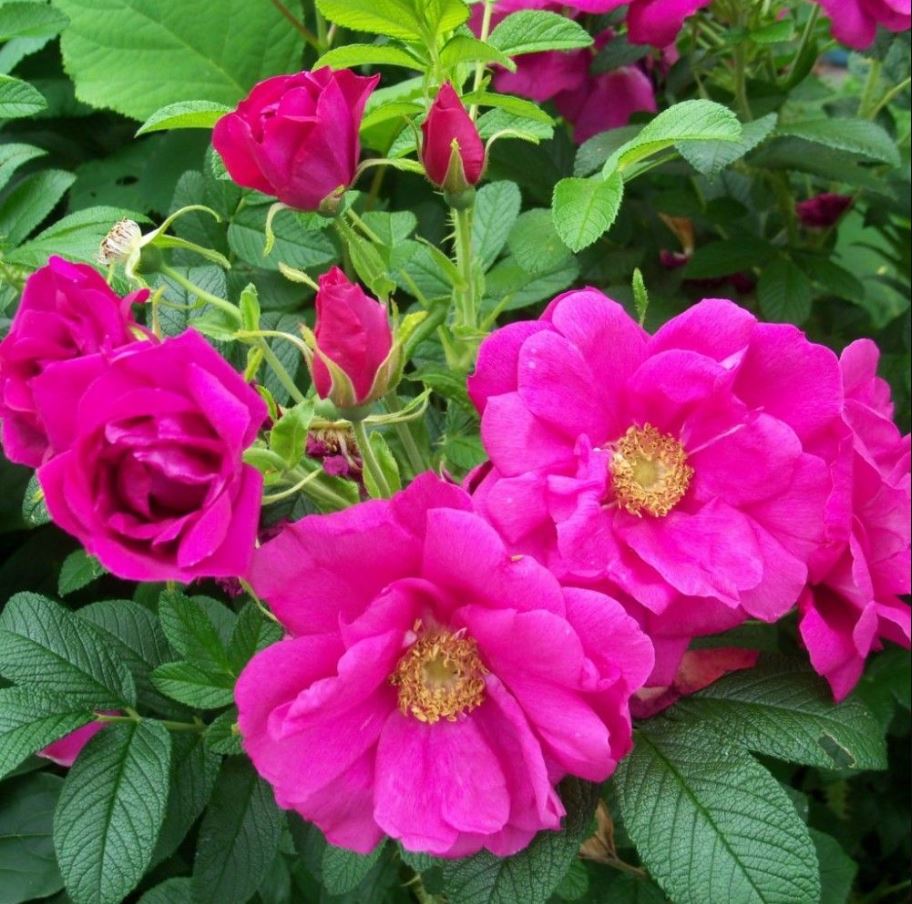 Роза морщинистая v5 ХР 