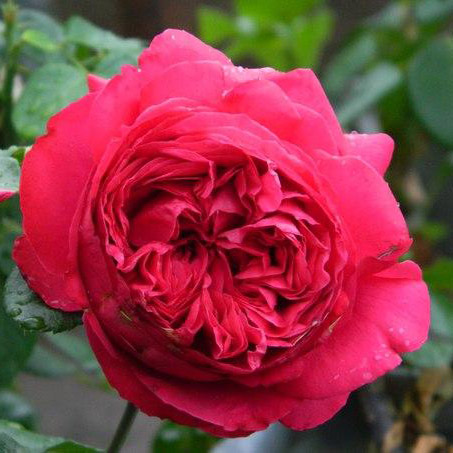 Роза плетистая Флорентина v5 Dem 