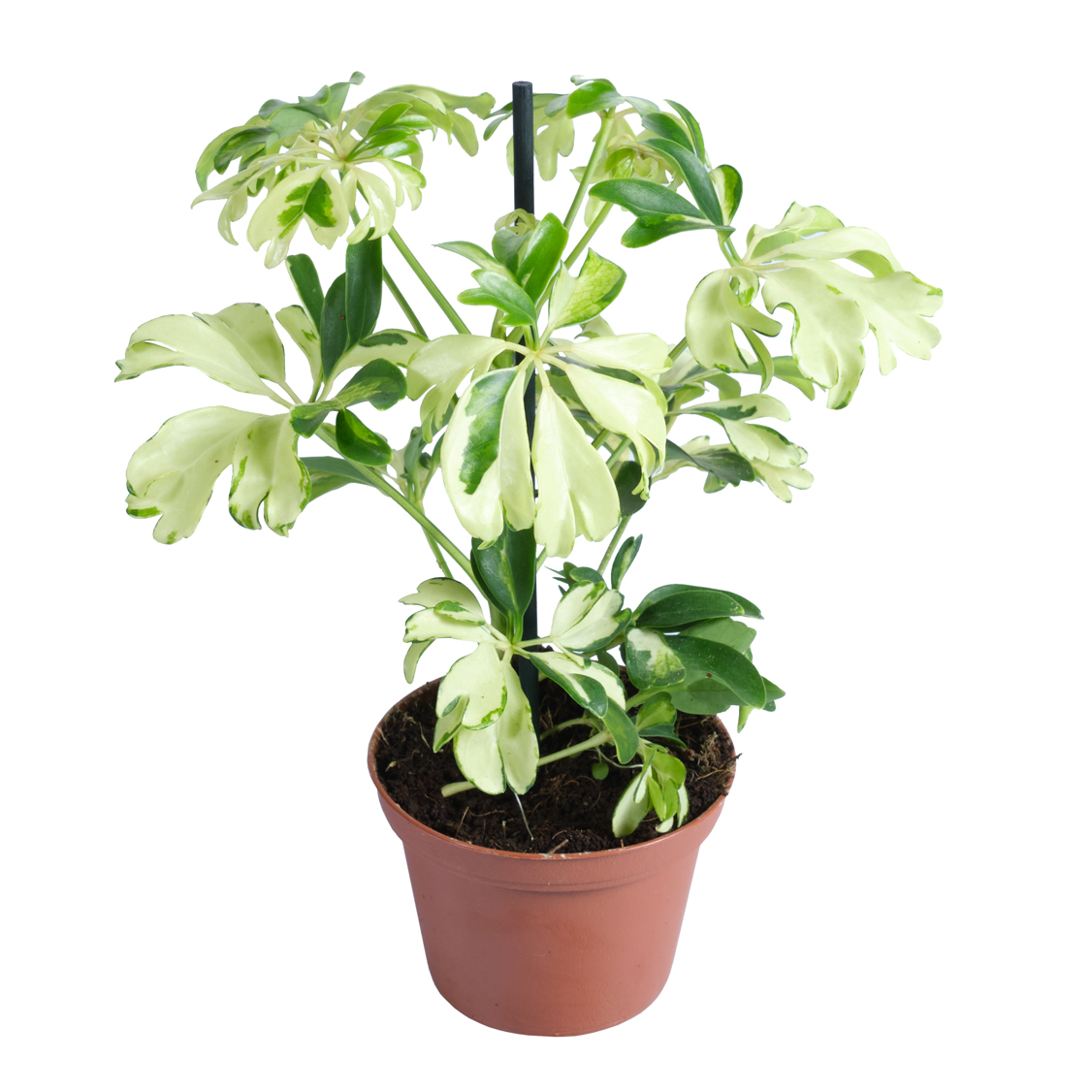 Шеффлера Жанин d9 