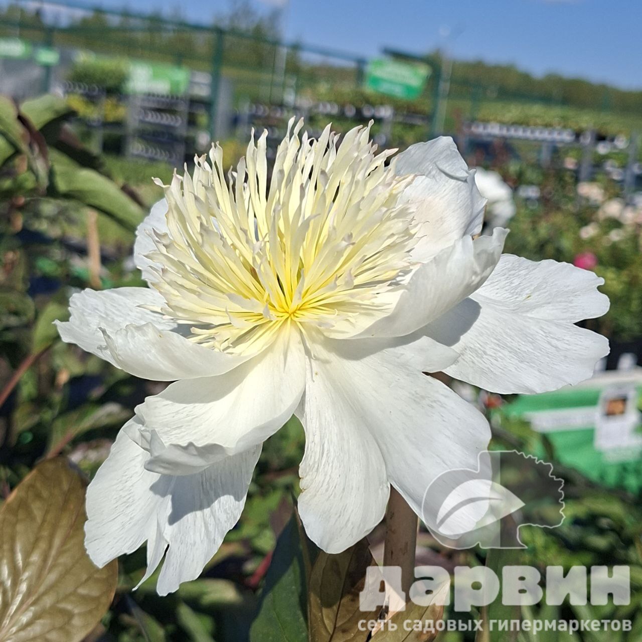 Пион Хани Голд v5 Tim 