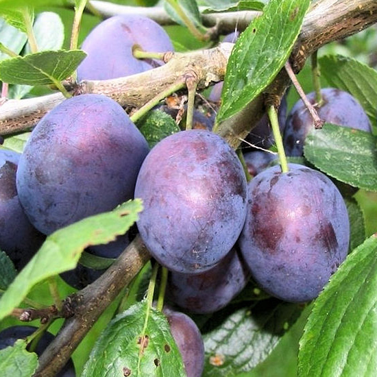 Слива Тульская черная 1-летка Tim 