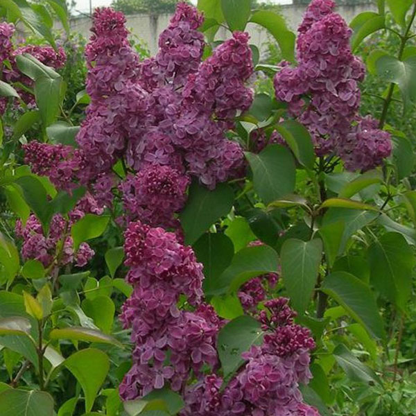 Сирень обыкновенная День Победы v5 60-80 Sav 