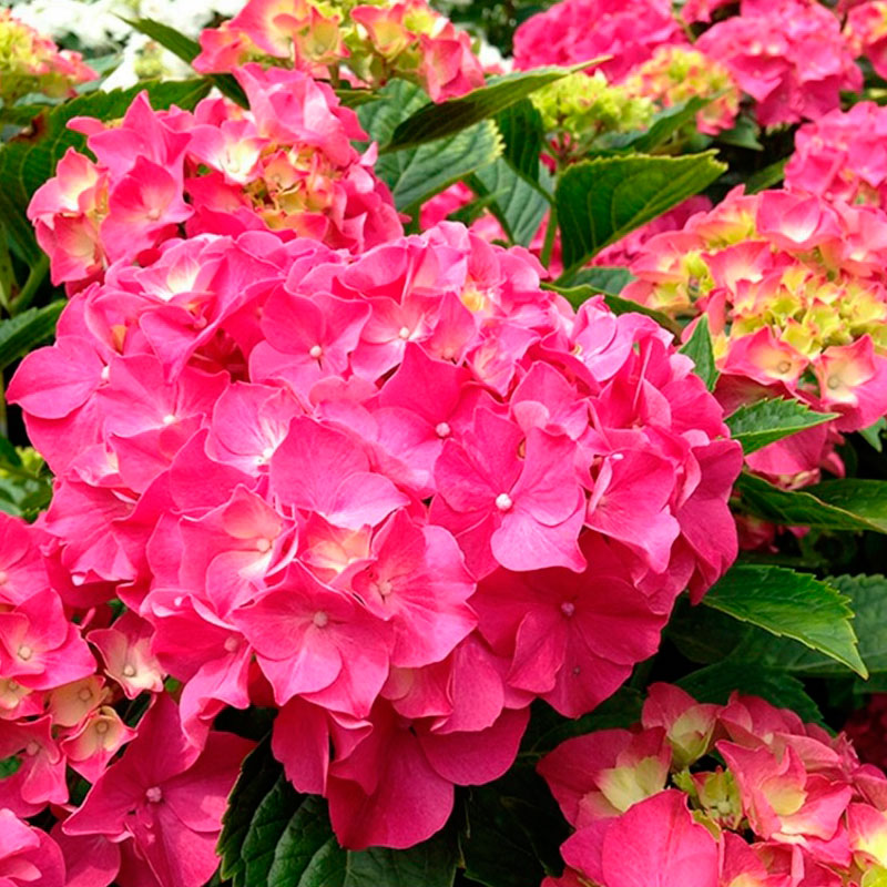 Гортензия крупнолистная Розита v5 Tim 