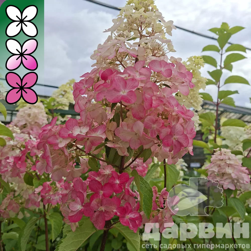 Гортензия метельчатая Фрайз Мелба v3 Tim 