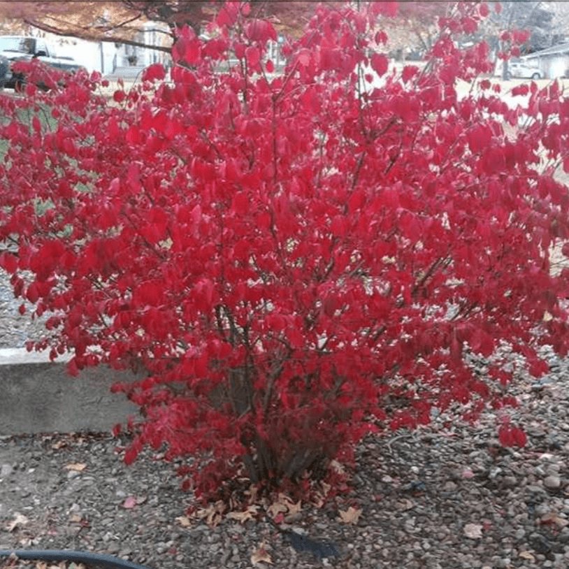 Бересклет крылатый Блейд Раннер v10 40-50 