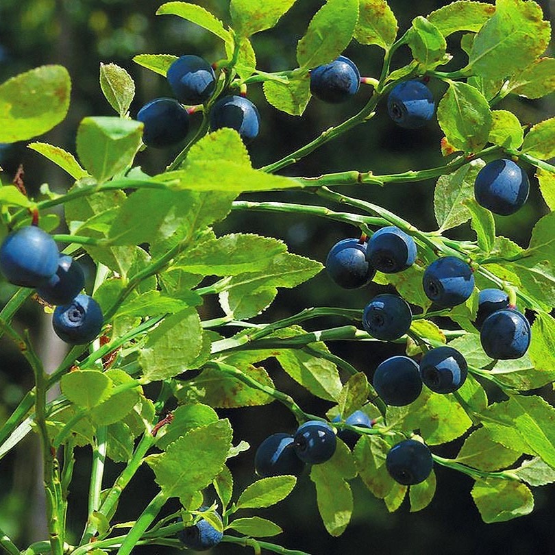 Черника обыкновенная С2 Н15-35 ЦО 