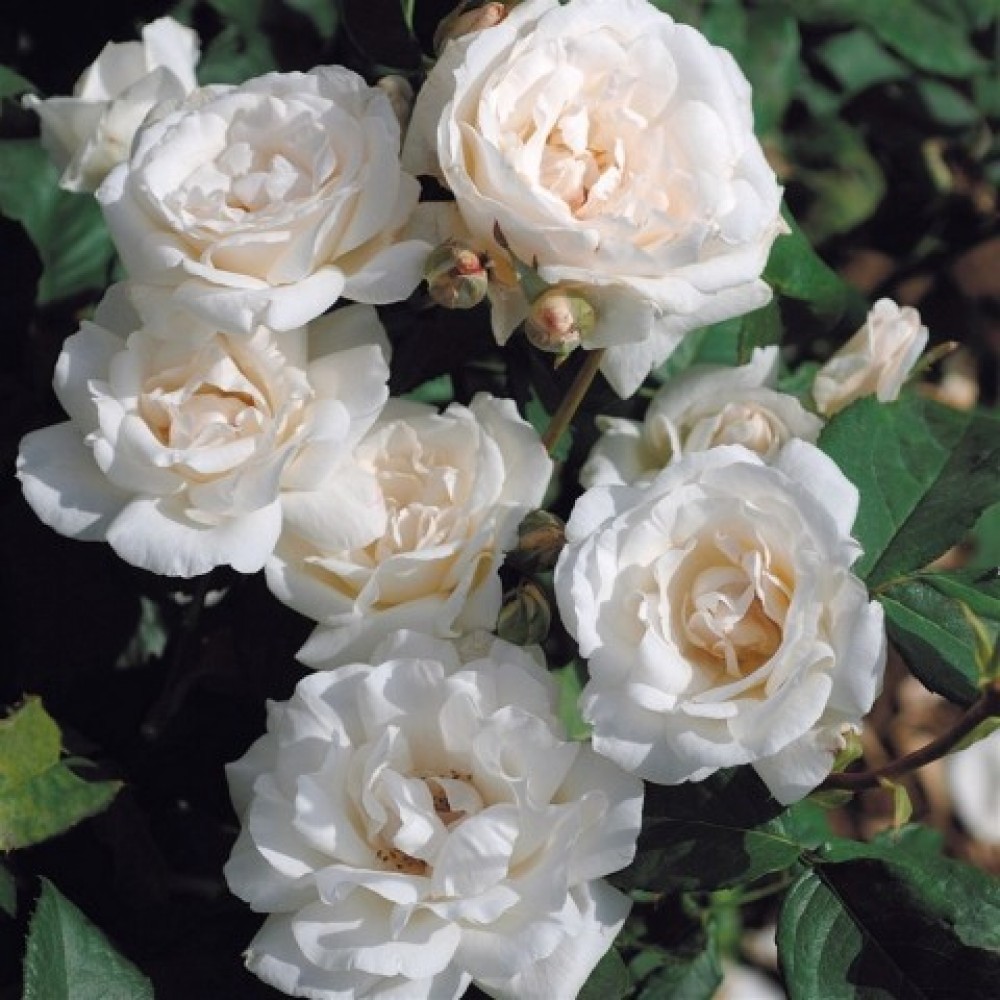 Роза чайно-гибридная Блан Квин Элизабет v7 Tim 