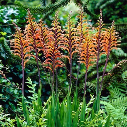 Корневище Хазманта Дукети 1шт/уп 