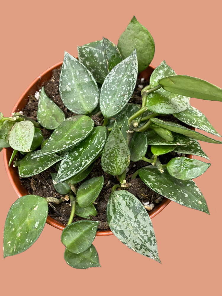 ОсновноеИзображение