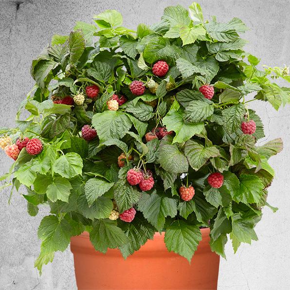 Малина карликовые сорта Бонбонберри Ямми С2/С4 Н20-40 ЦО 