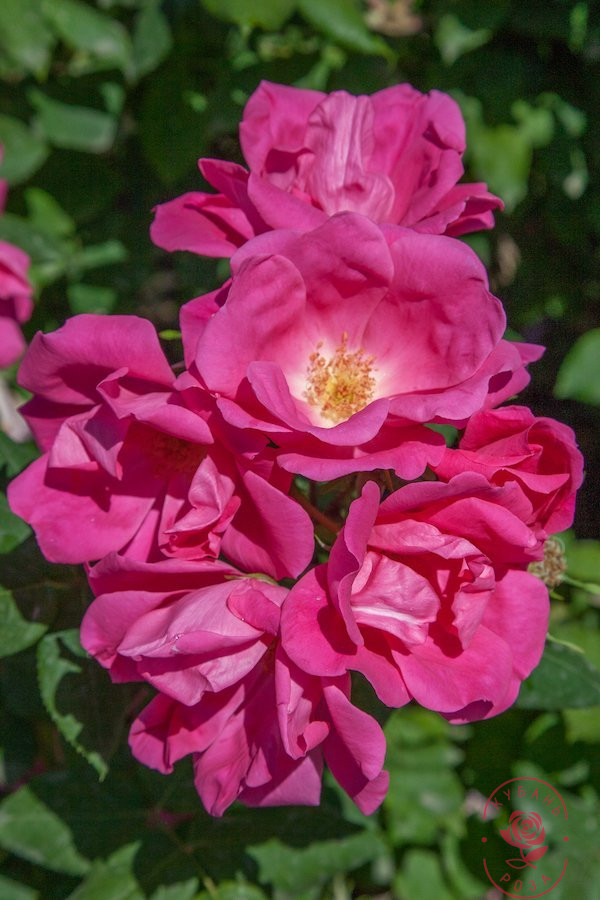 Роза шраб Пинк Нокаут v3 Sav 