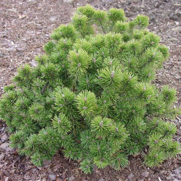 Сосна горная Мопс Миджет C7.5 stam 60 cm Sch 