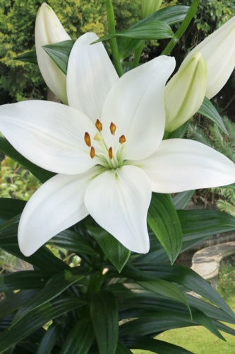 Луковица Лилия азиатская Кент  1шт Поиск 