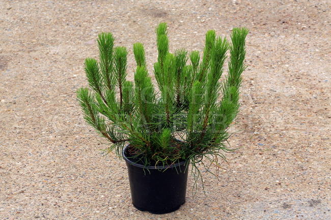 Сосна горная Мугус v5 25-30 Sav 