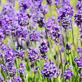 Лаванда гибридная Феноменал d10 Lav по цене  Лаванда гибридная Феноменал d10 Lav