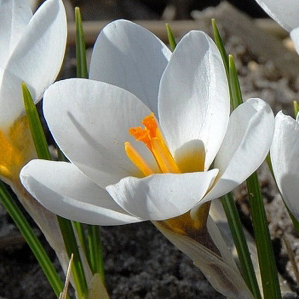 Основное изображение