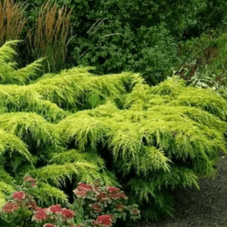 Можжевельник средний Голд Стар v2 Lav по цене  Можжевельник средний Голд Стар v2 Lav