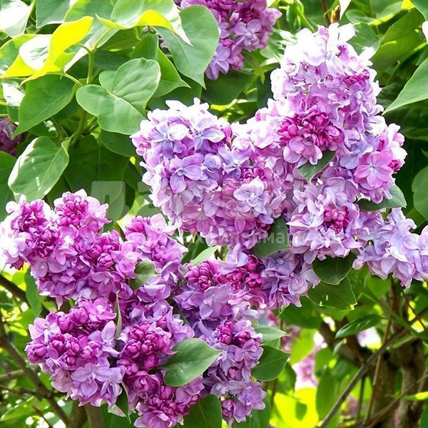 Сирень обыкновенная Катерина Хавемейер С5, 60-80см 