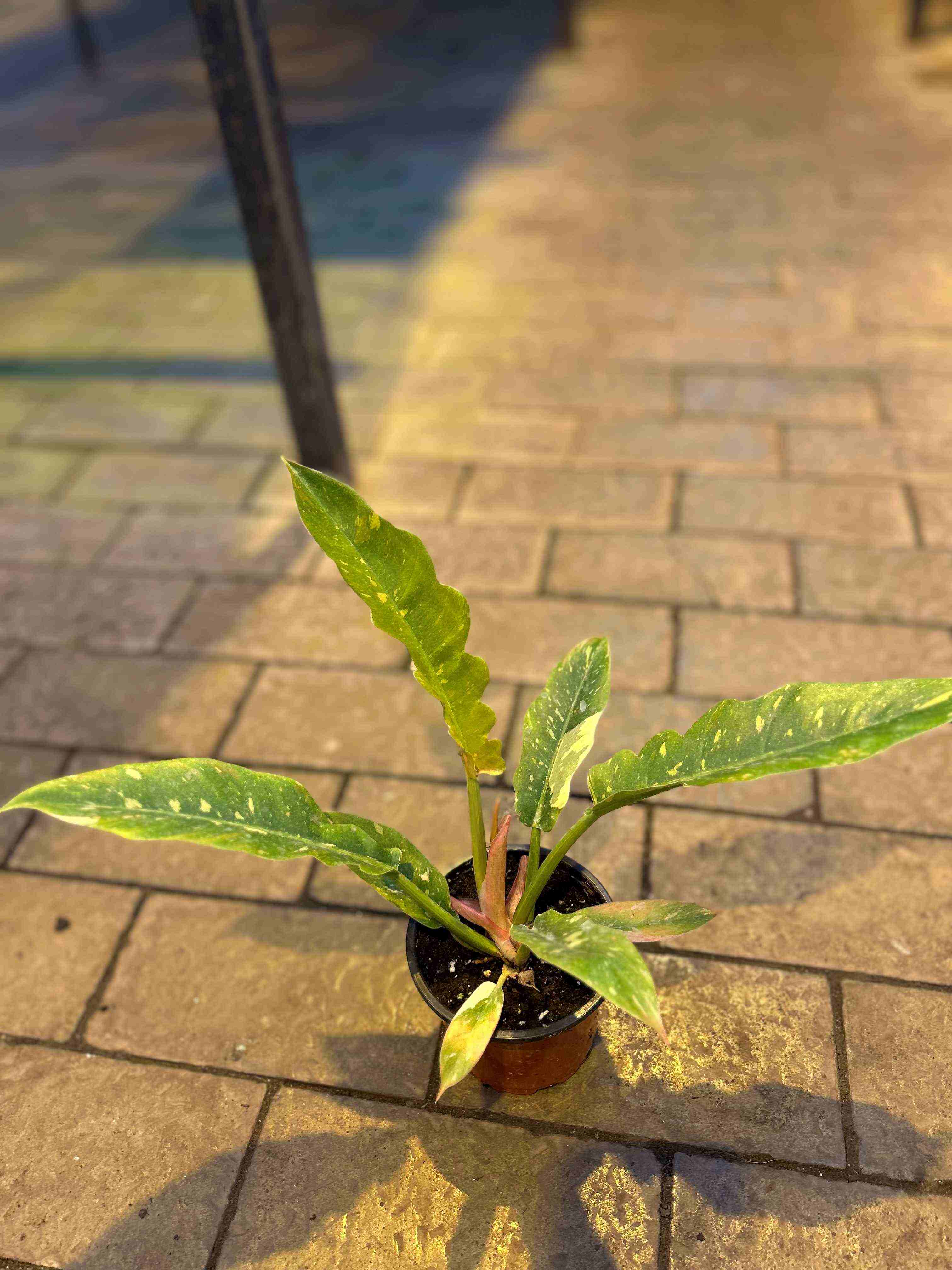 Филодендрон Вариегатный Нэрроу Эскейп Ринг Оф Файер d11 Tim 