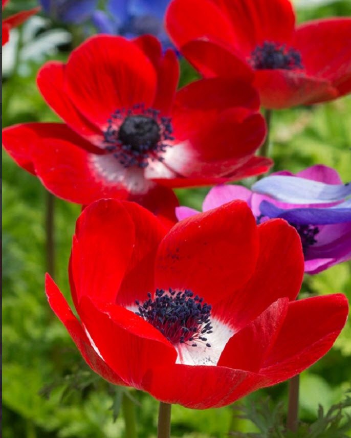 Луковица НВМ Анемона Голландия 5/6 15шт 