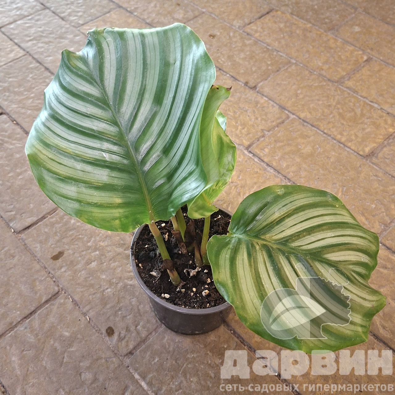 Калатея Орбифолия d11 Tim 