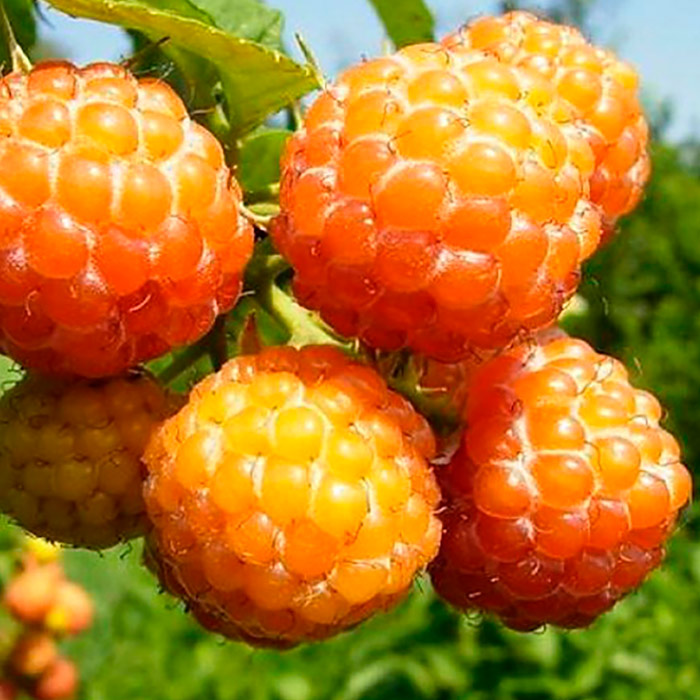 Малина Беглянка желтая в коробке Tim 