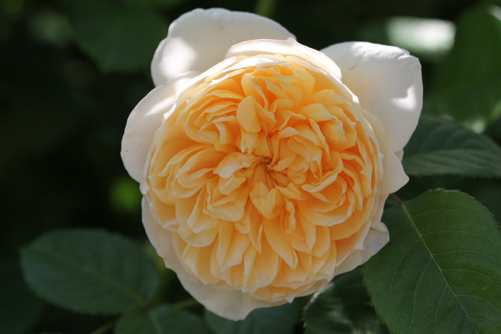 Роза английская в ассортименте v5 Tim 